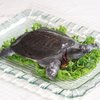 甲鱼不能和什么一起吃？甲鱼不能和什么同食？_美食